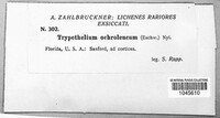 Trypethelium ochroleucum image